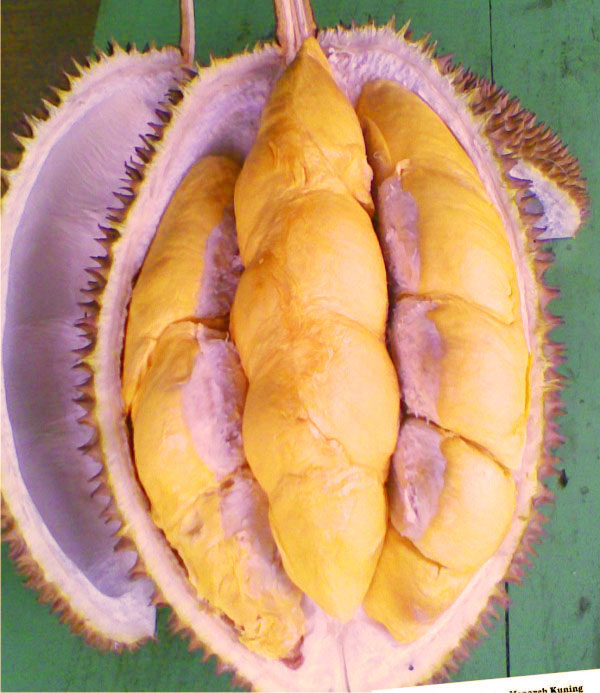 jual-bibit-durian-menoreh.jpg